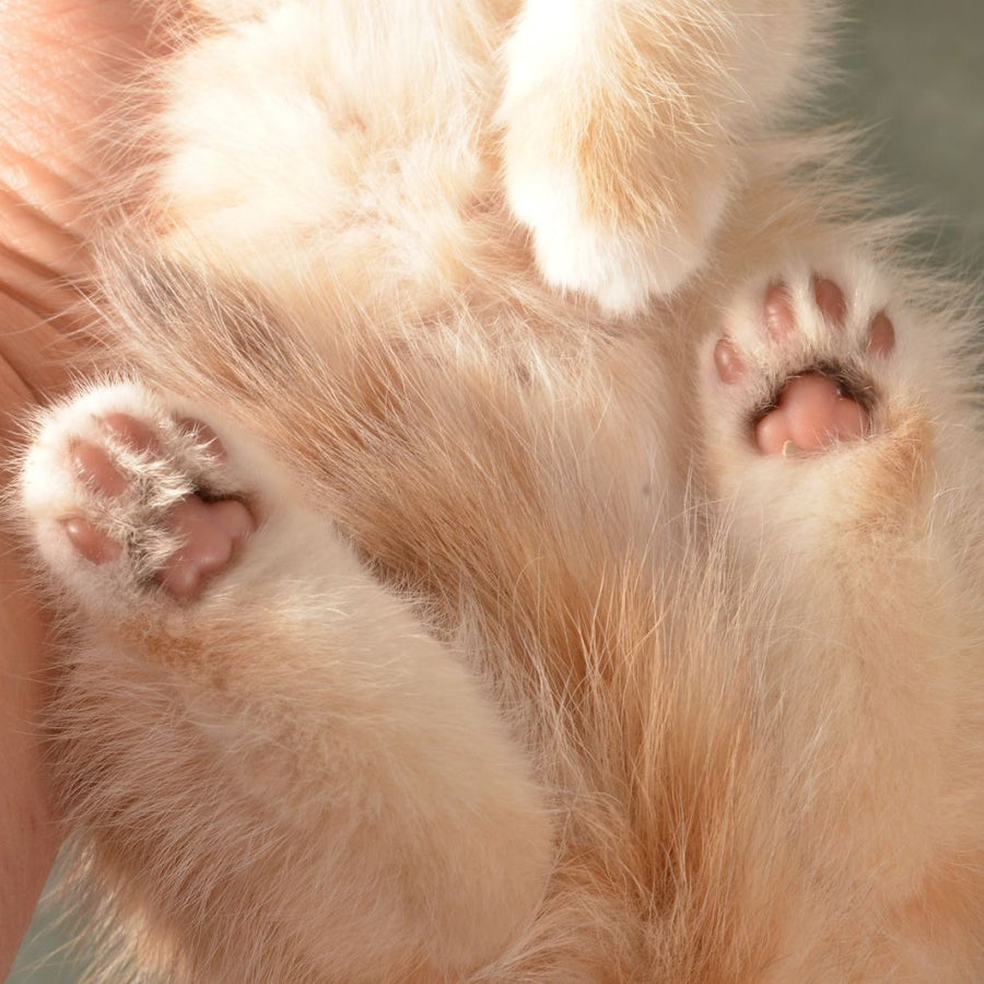 Ponochka British Shorthair female, cinnamon golden chinchilla