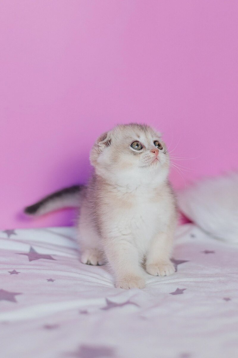 Fanny Scottish Fold female blue golden shaded - live animals