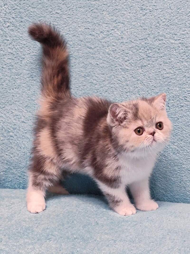 Candy Exotic female, blue tortie tabby bicolour