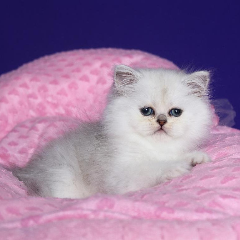 Hanna Persian female, black silver shaded