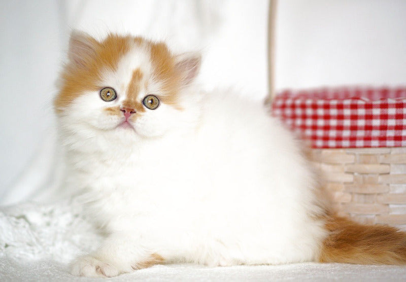 Pepper Scottish Straight male, red tabby harlequin