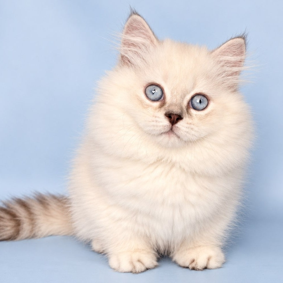 Diana Munchkin female, chocolate silver shaded pointed