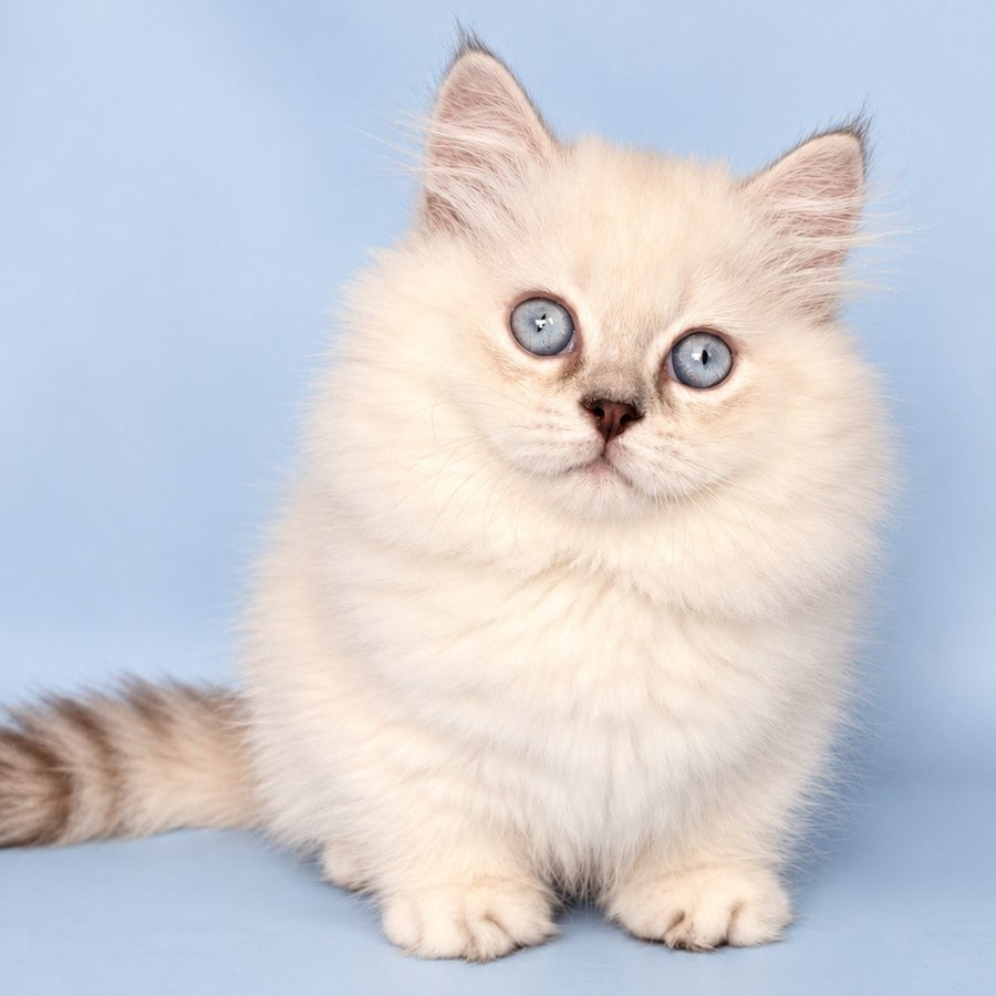 Diana Munchkin female, chocolate silver shaded pointed