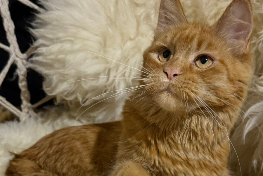 Foxy Maine Coon female, red