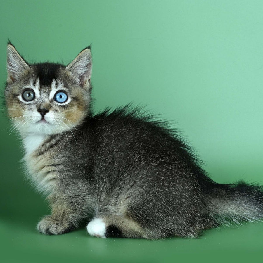Kai Munchkin male, black ticked tabby