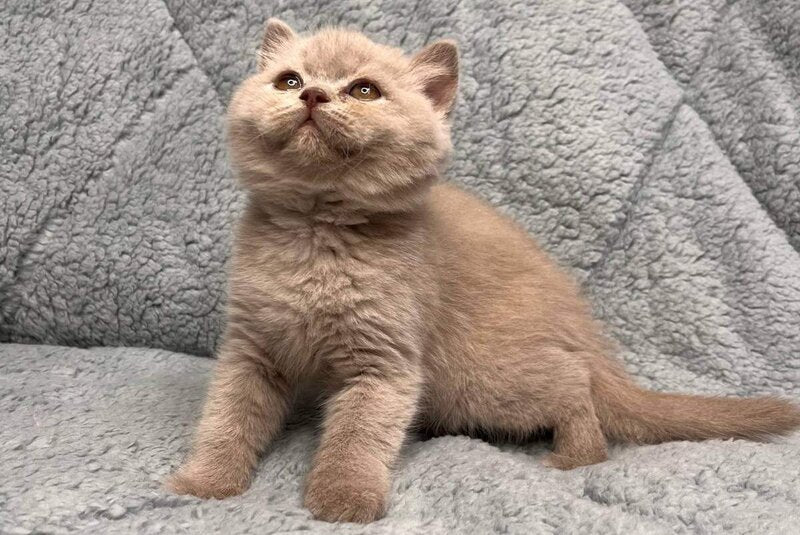 Ulis British Shorthair male lilac - live animals
