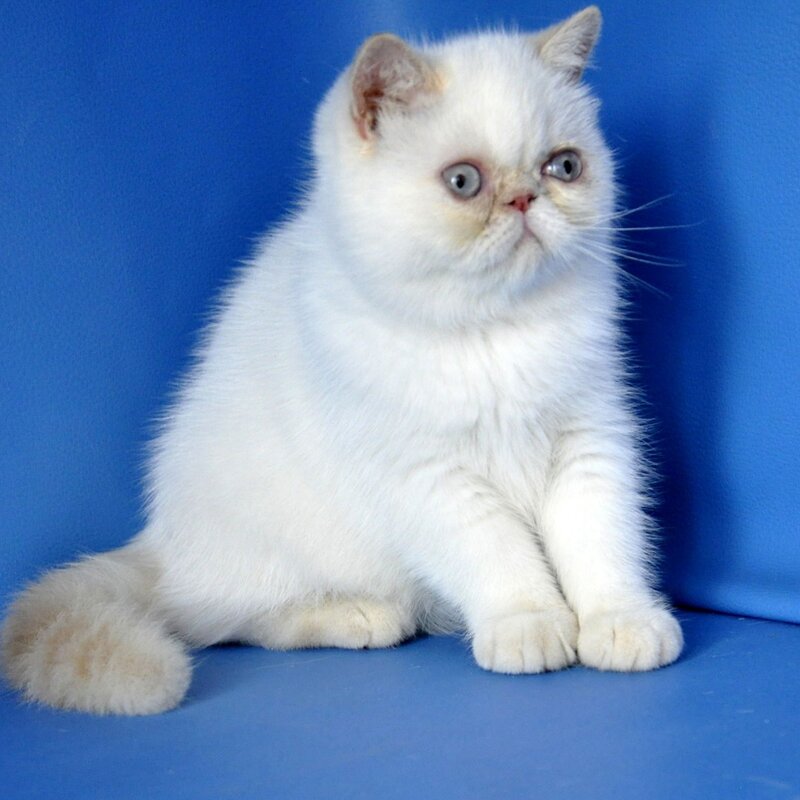 Jemma Exotic female, cream pointed