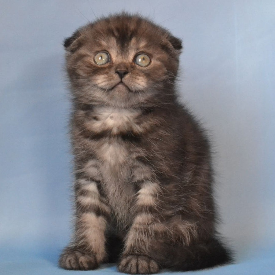 Romeo Scottish Fold male, black silver tabby