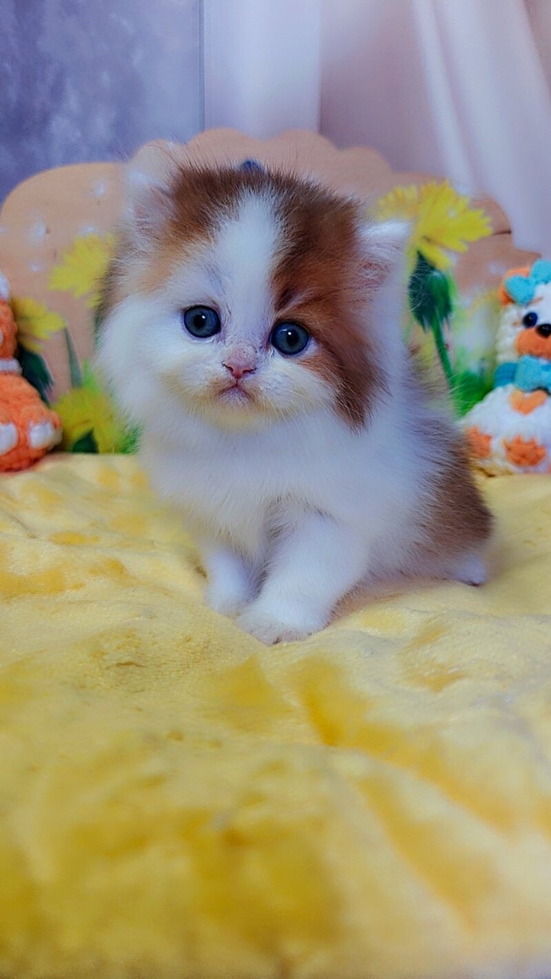 Neo British Longhair male, chocolate golden bicolour