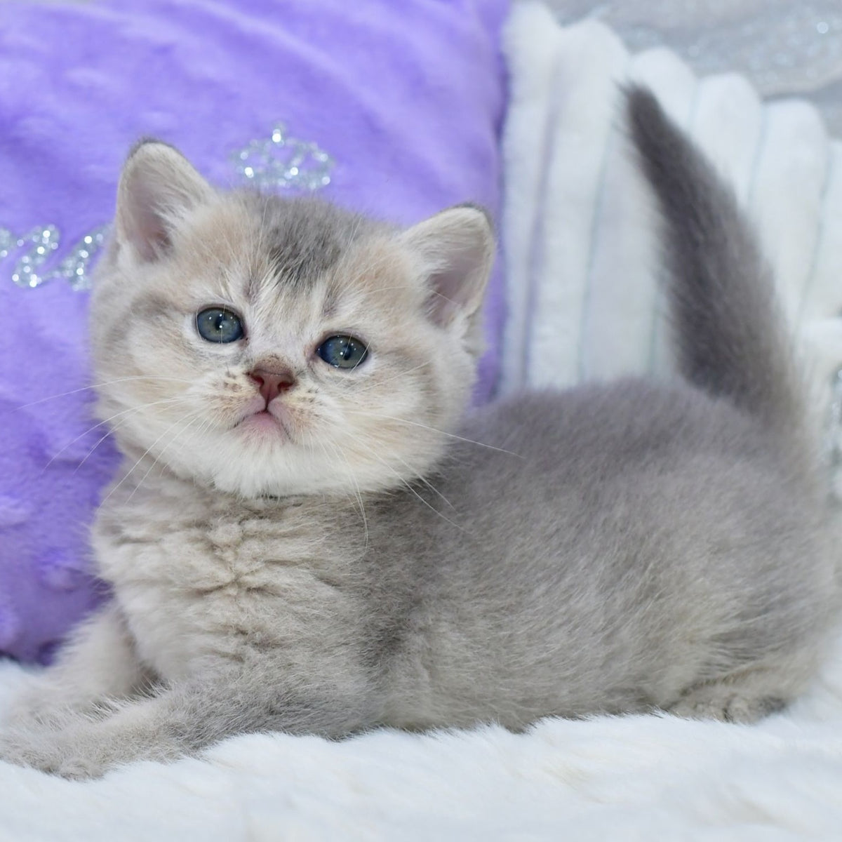 Kokos British Shorthair male, blue ticked tabby