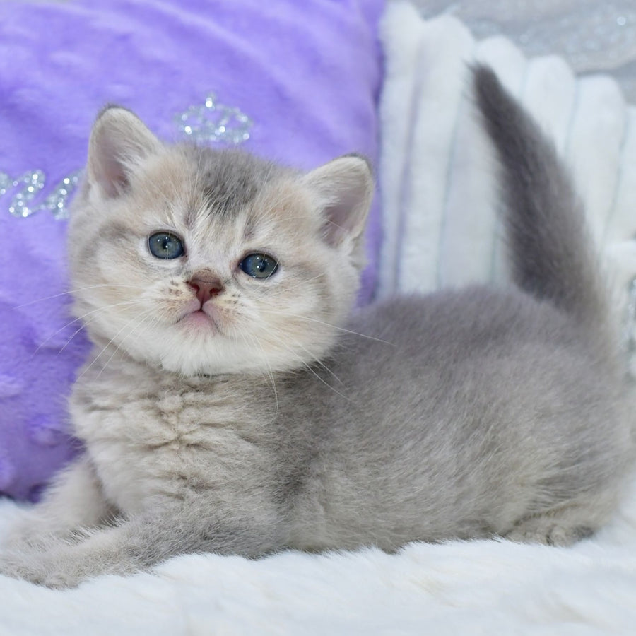 Kokos British Shorthair male, blue ticked tabby