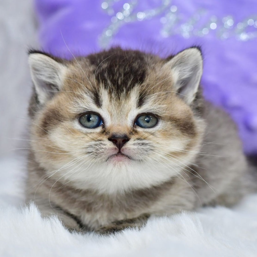 Knopka British Shorthair female, black ticked tabby