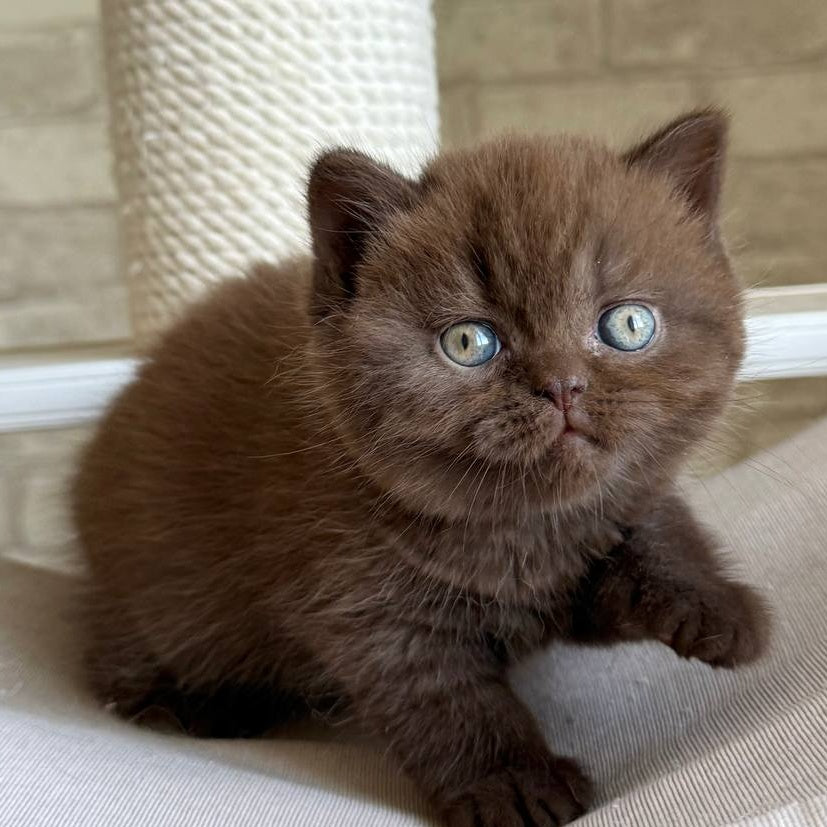 Bruno British Shorthair male, chocolate