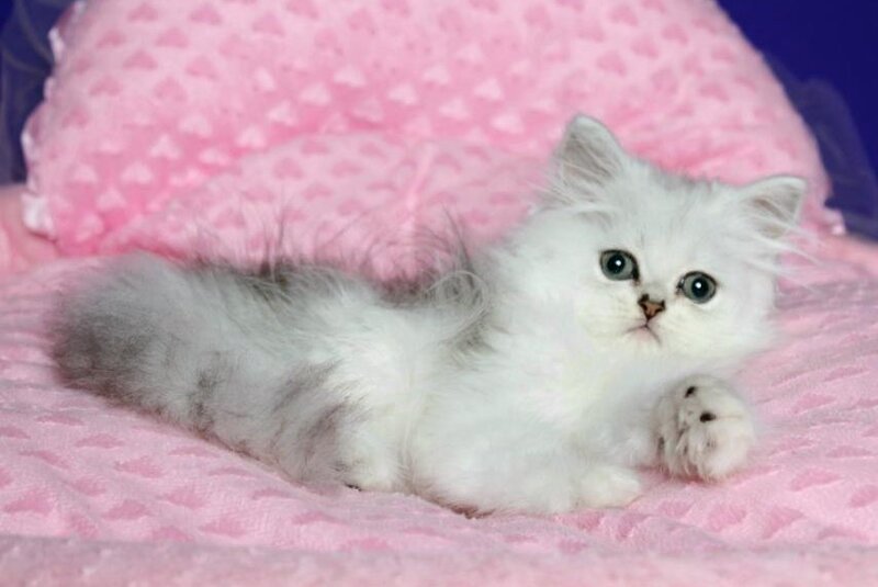 Yamaha Persian female, black silver shaded