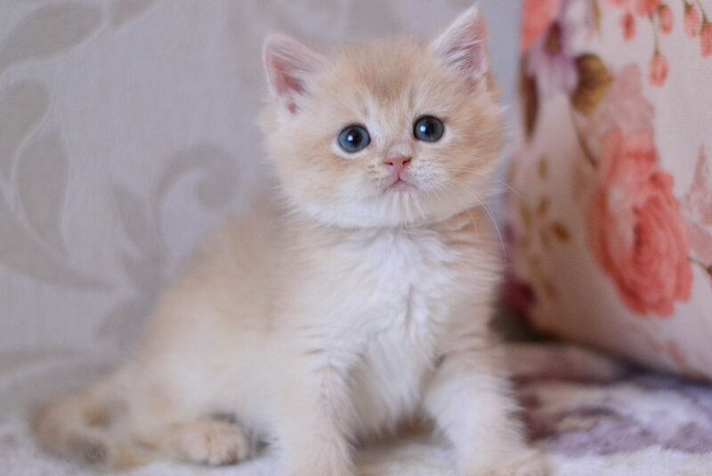 Drako British Shorthair male blue golden chinchilla - live animals