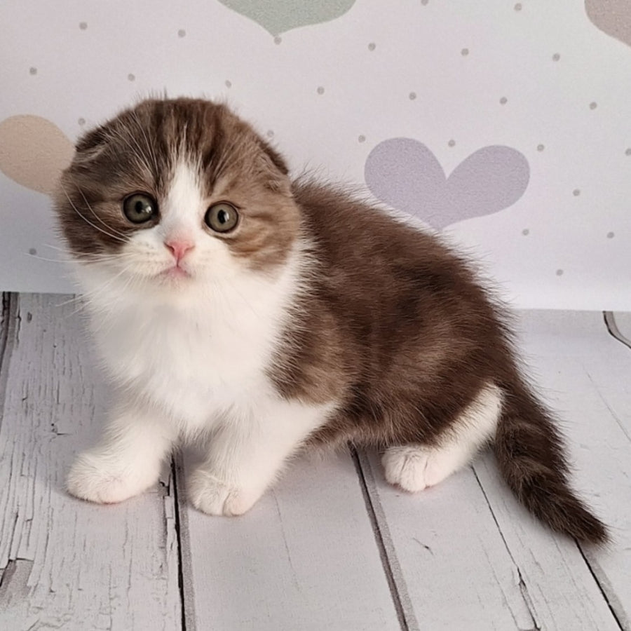 Baileys Scottish Fold male, chocolate silver bicolour