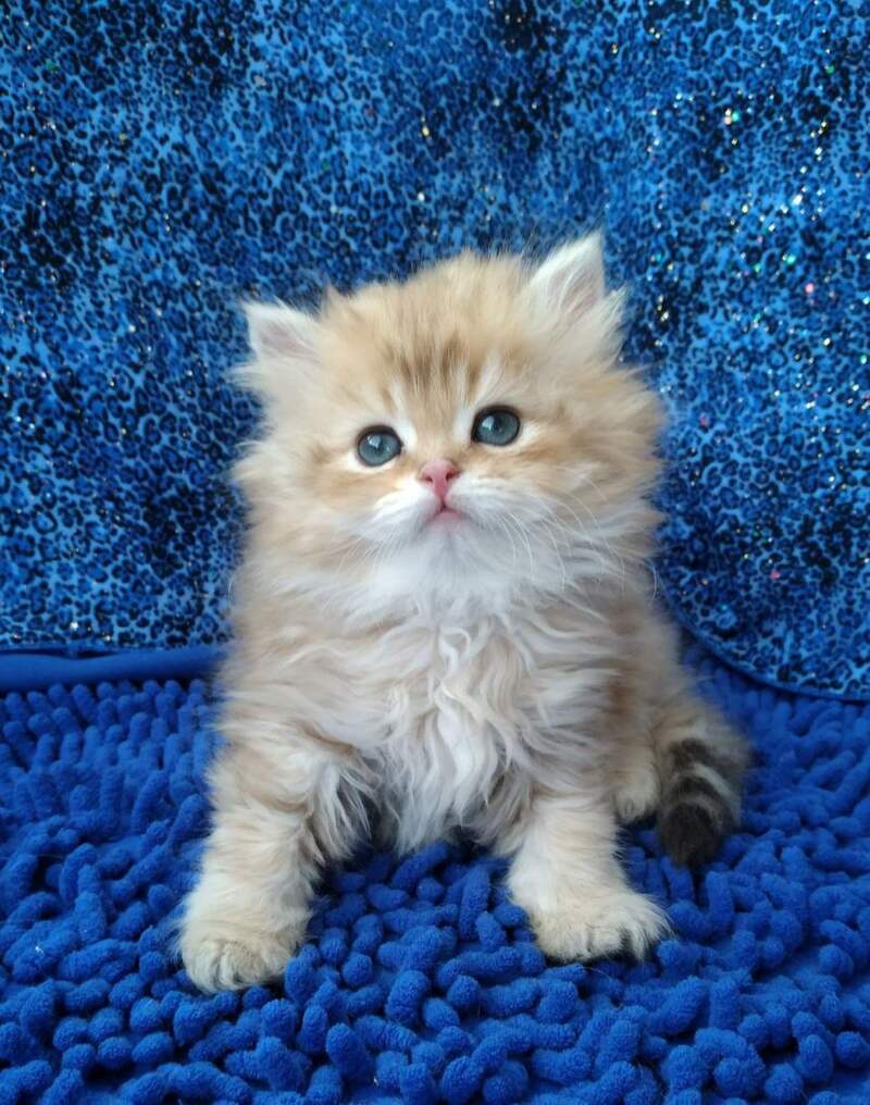 Rodger British Longhair male black golden shaded - live animals