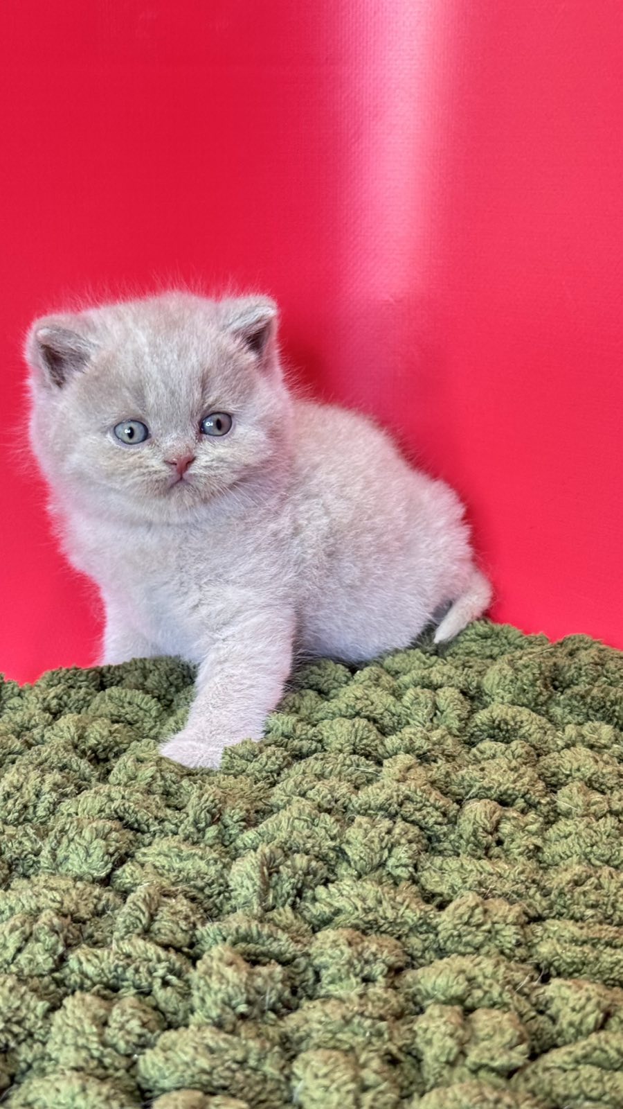 Ernest British Shorthair male fawn - live animals