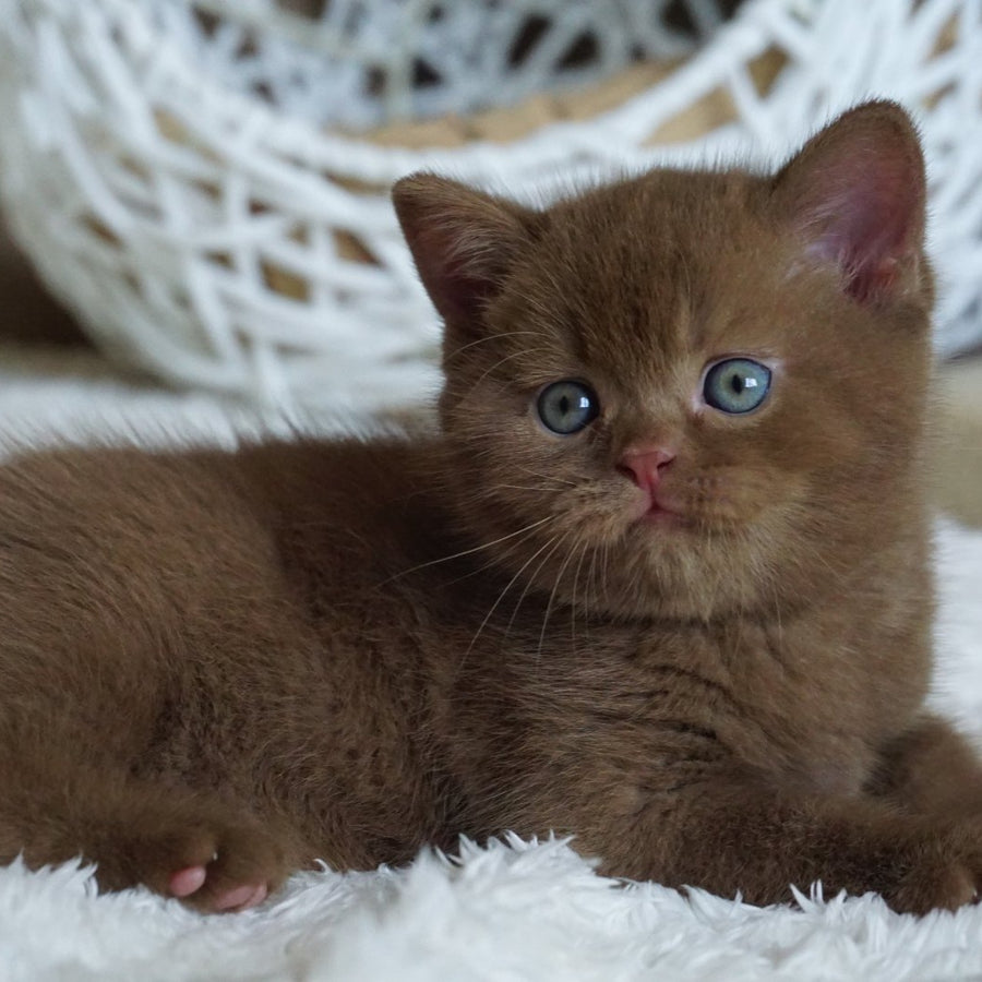 Miki British Shorthair male, cinnamon