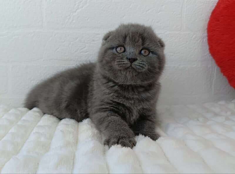 Winnie Scottish Fold female blue - live animals