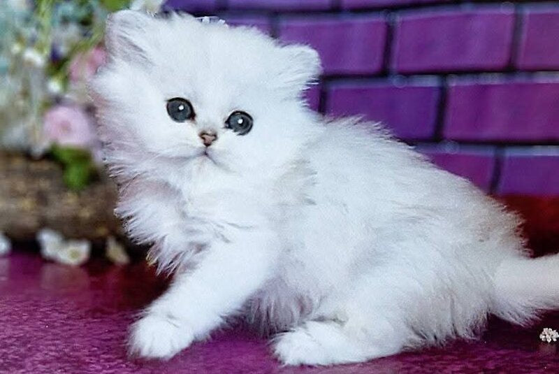 Nikki British Longhair female black silver shaded - live animals