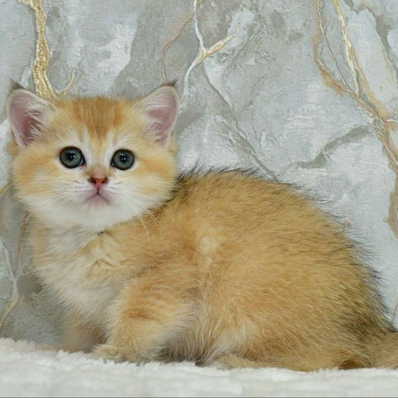 Milka Scottish Straight female, black golden shaded