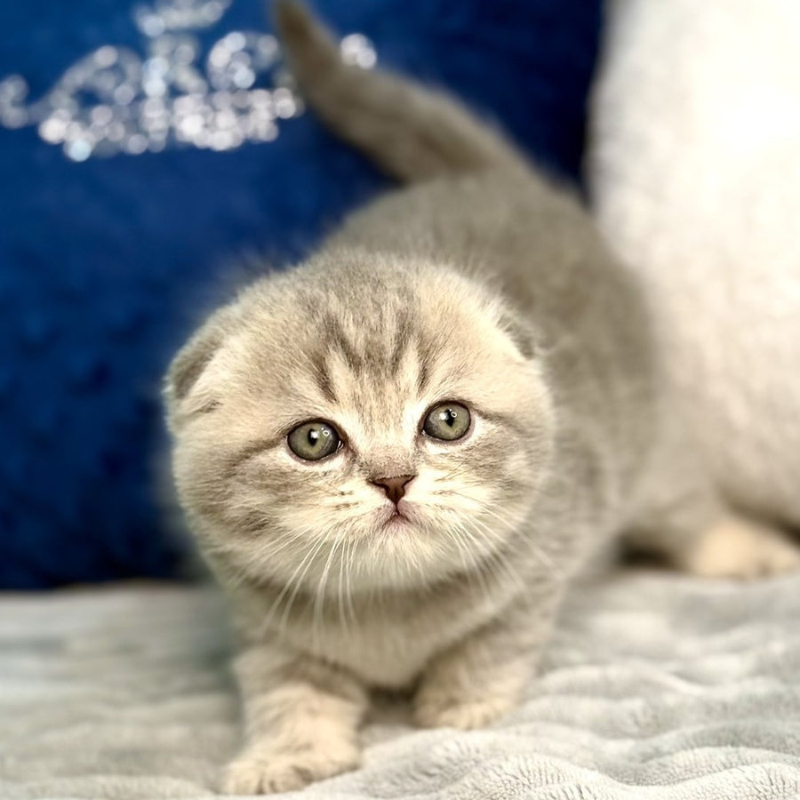 Junior Scottish Fold male, blue tabby pointed