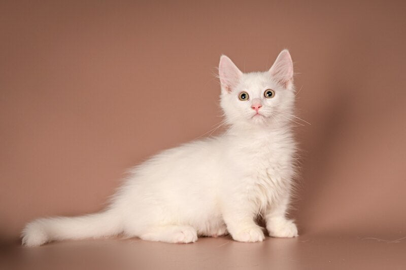 Anetta Munchkin female, white