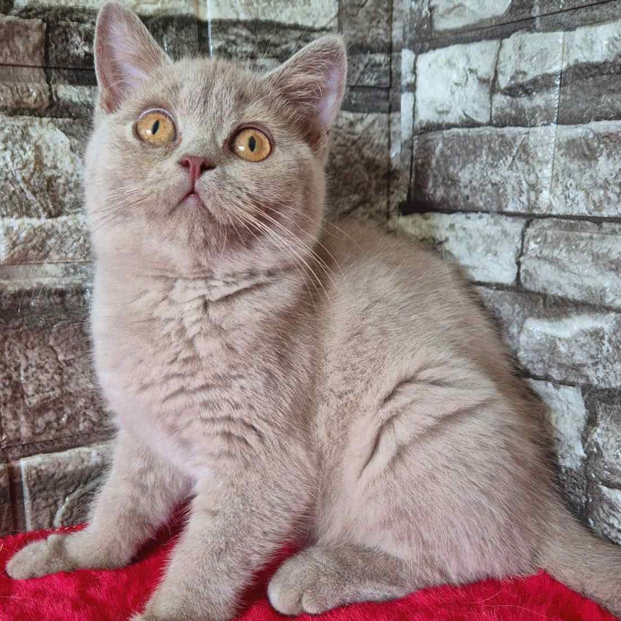 Deizy British Shorthair female, lilac