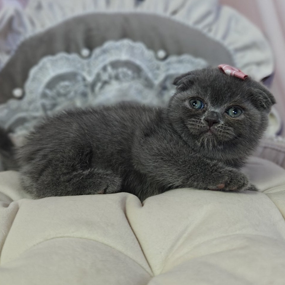 Xena Scottish Fold female, blue