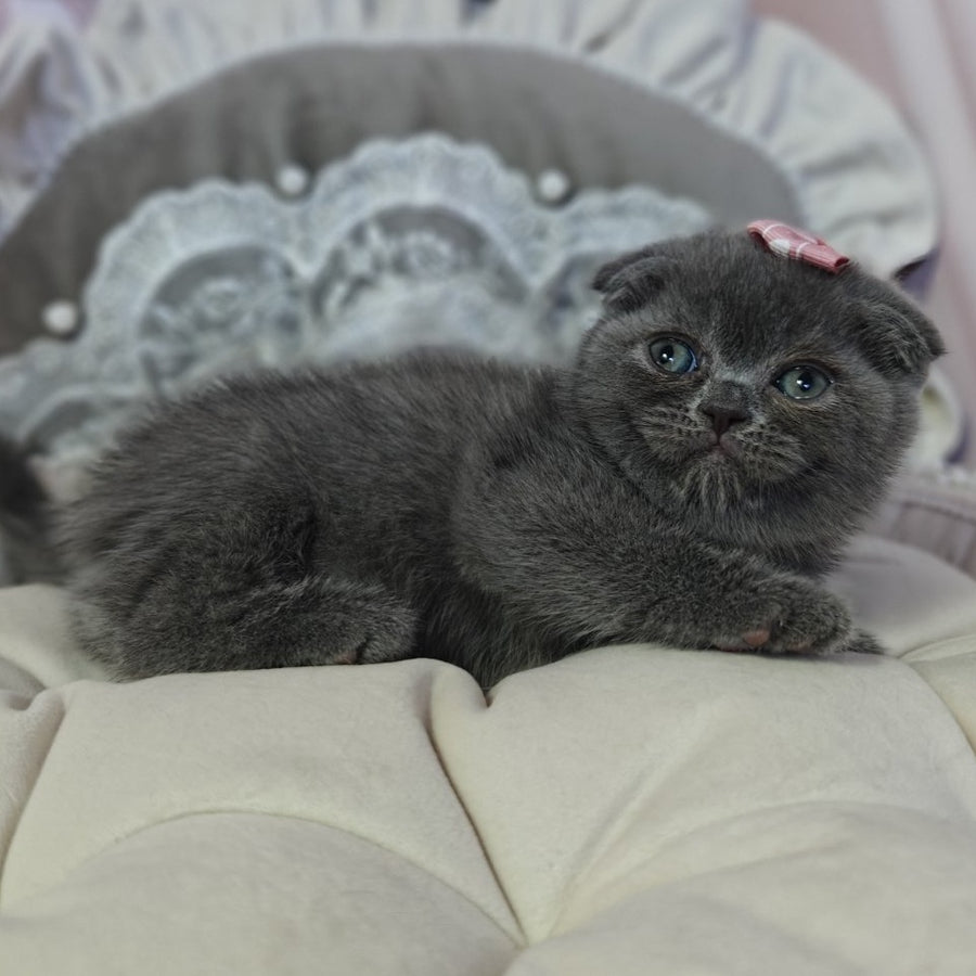 Xena Scottish Fold female, blue