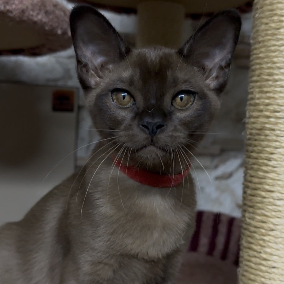 Uma Burmese female, black