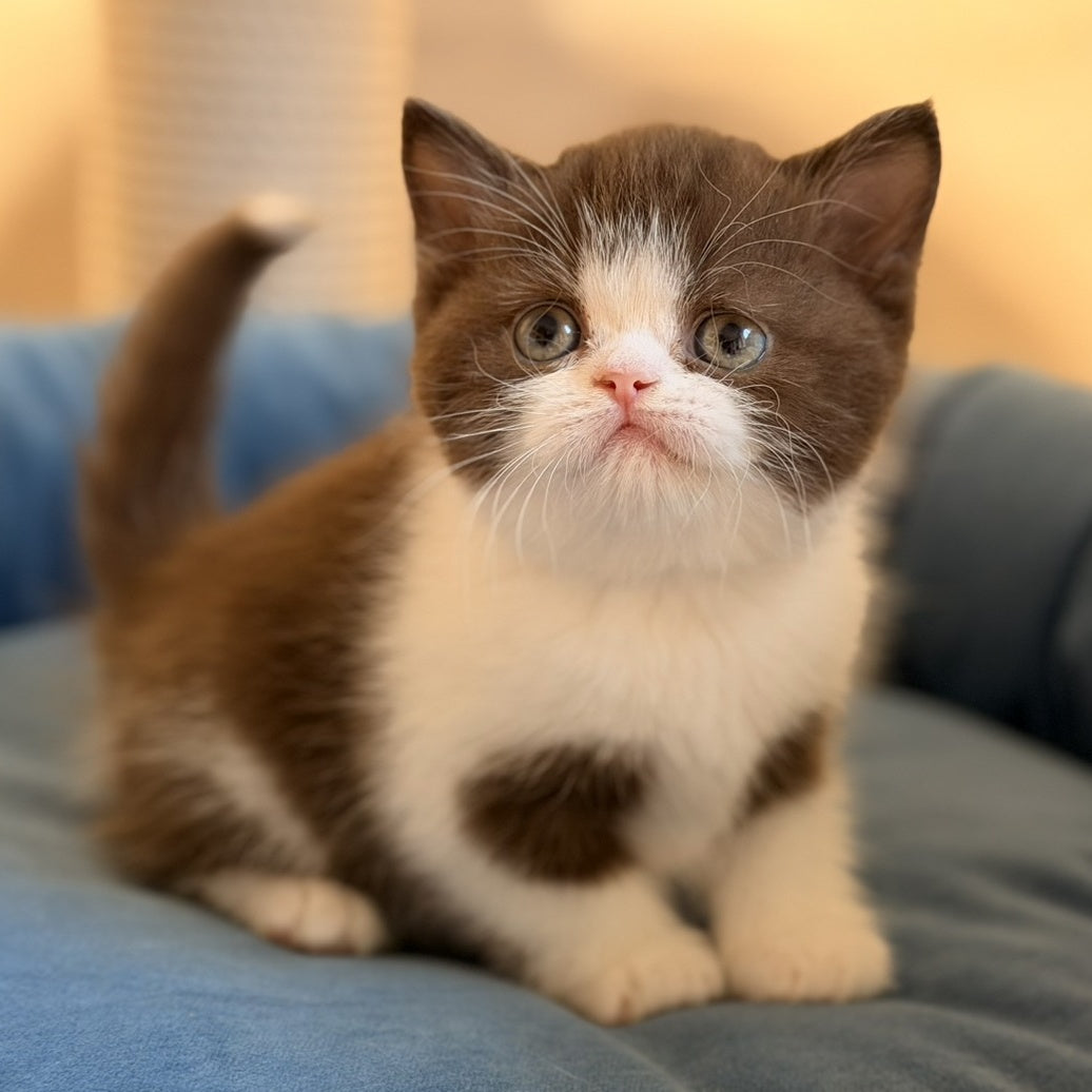 Amy British Shorthair female, chocolate bicolour