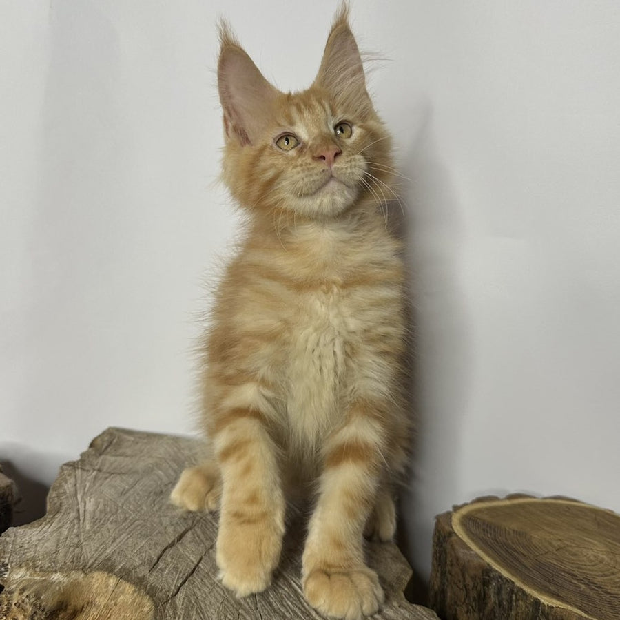 Kunzhut Maine Coon male, red tabby