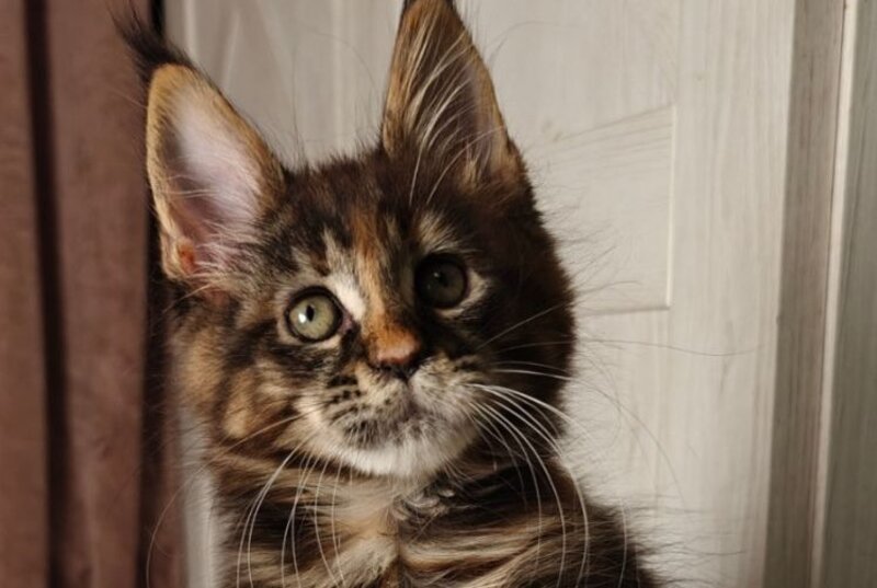 Quasar Maine Coon female black tortie tabby live animals