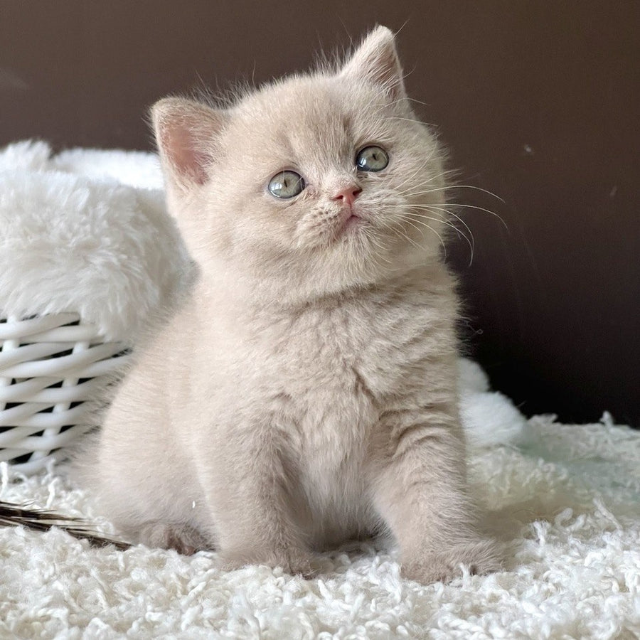 Pamela British Shorthair female, fawn