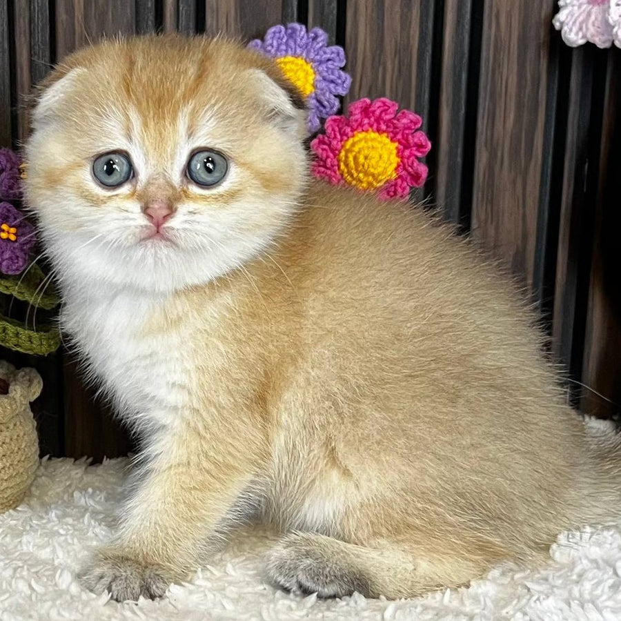 Mirabel Scottish Fold female, black golden chinchilla