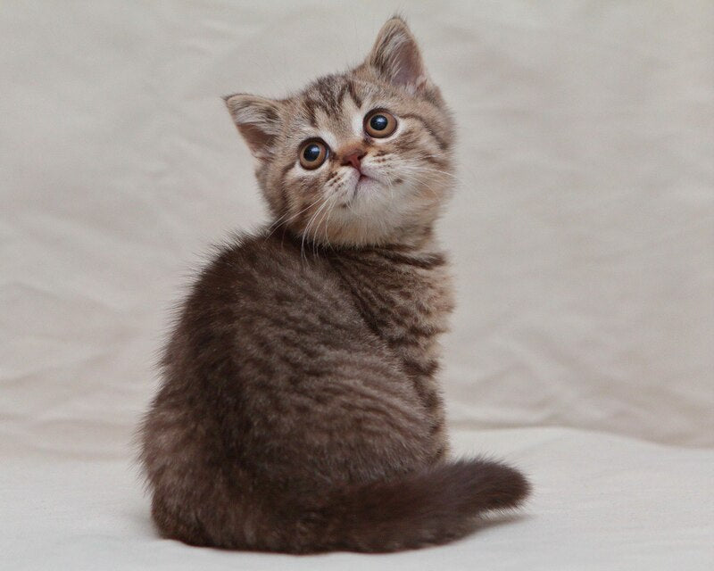 Nalim British Shorthair male, chocolate spotted tabby