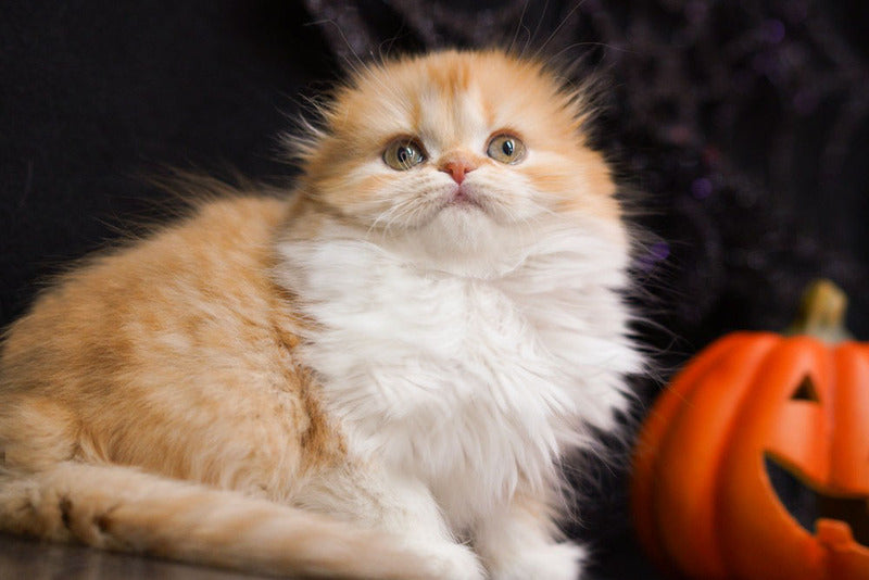 Jujube Scottish Fold female, red spotted tabby bicolour