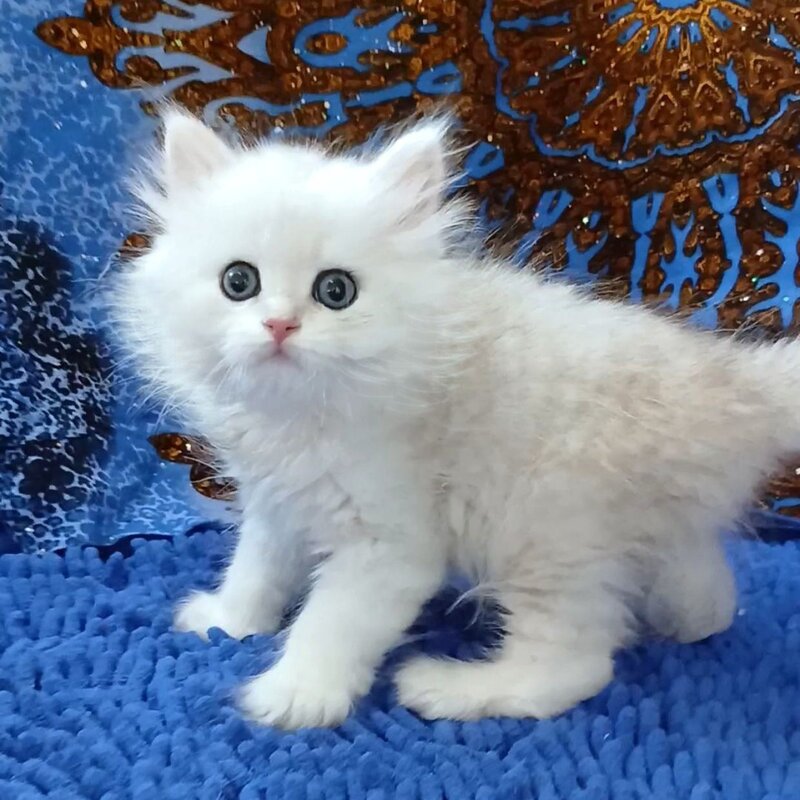 Jack British Longhair male, black silver chinchilla