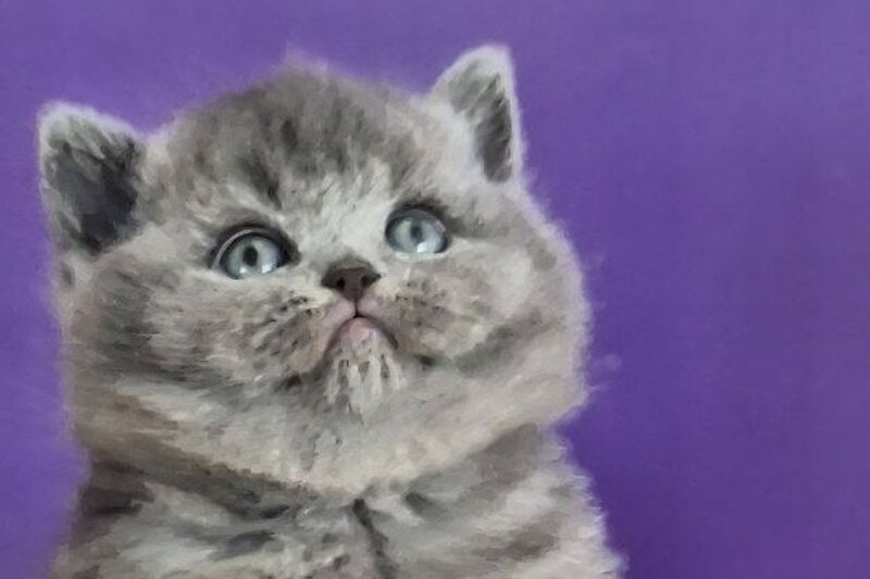 Jeremina British Shorthair female blue - live animals