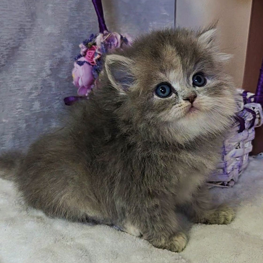Udacha British Longhair female, blue tortie