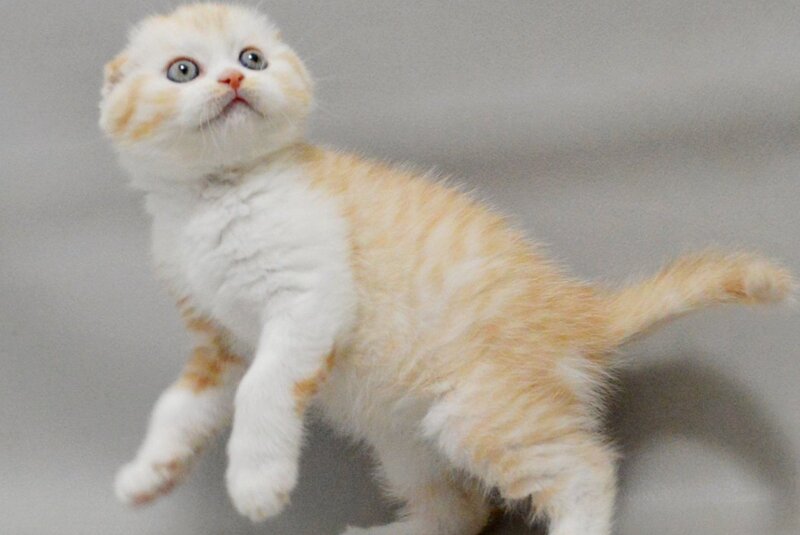 Vincent Scottish Fold male, red silver spotted tabby bicolour