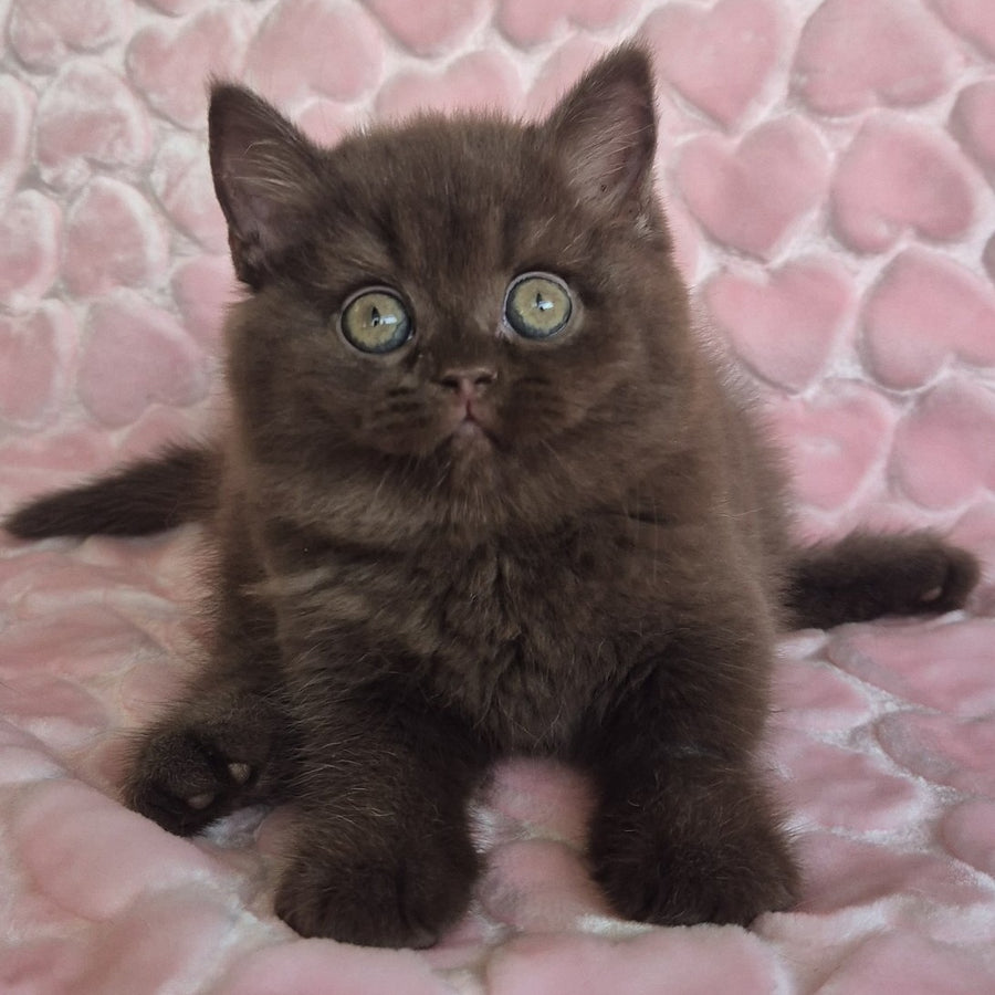 Julia British Shorthair female, chocolate