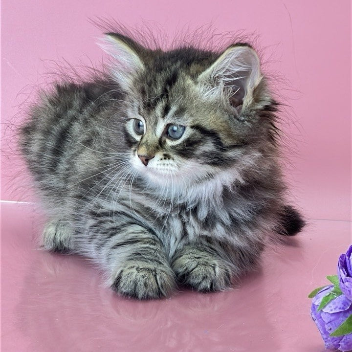 Yaros Siberian male, black tabby