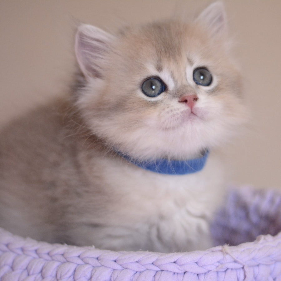 Yappy British Longhair male, blue golden chinchilla