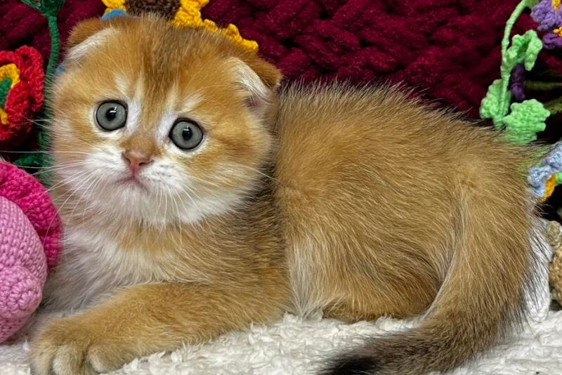 Baron Scottish Fold male, black golden chinchilla