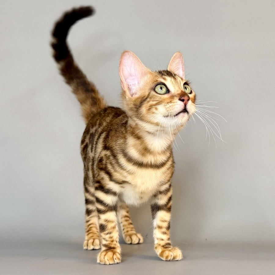 Xirelle Bengal female, black golden spotted tabby
