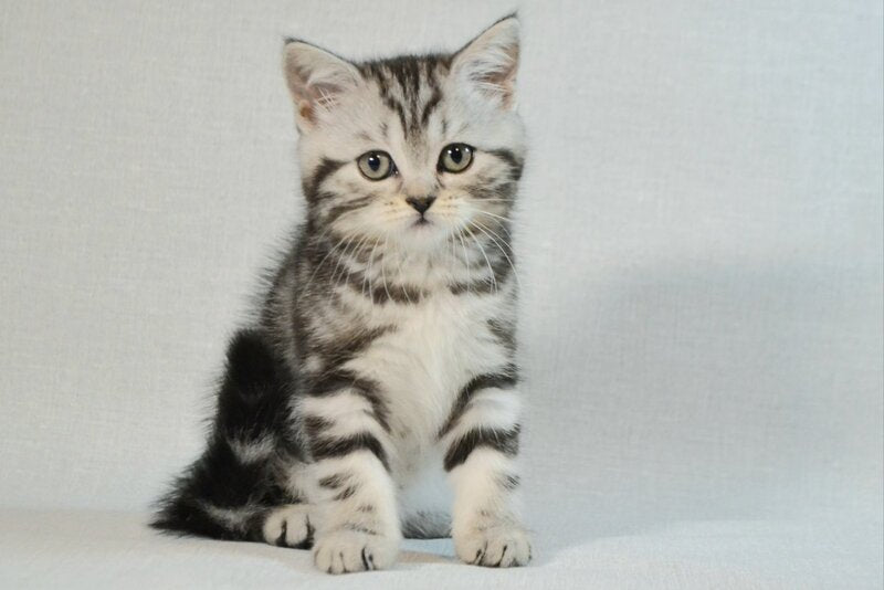 Silwa Scottish Straight female black silver tabby - live animals