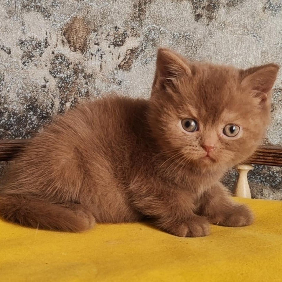 Betty British Shorthair female, cinnamon